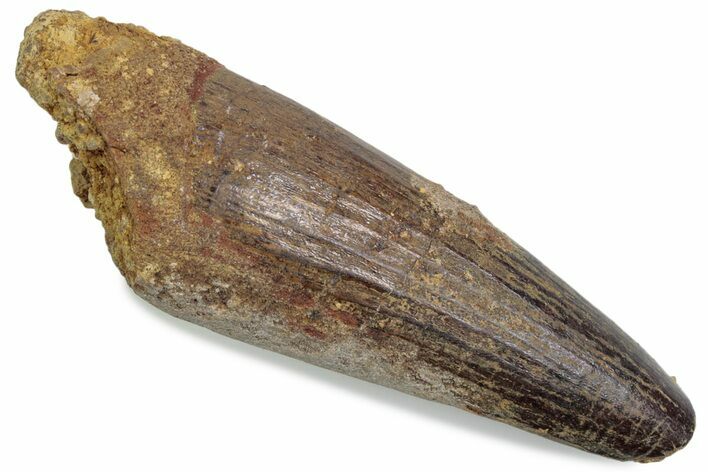 Bargain, Fossil Spinosaurus Tooth - Real Dinosaur Tooth #376368